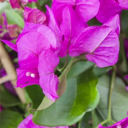 Drillingsblume schneiden