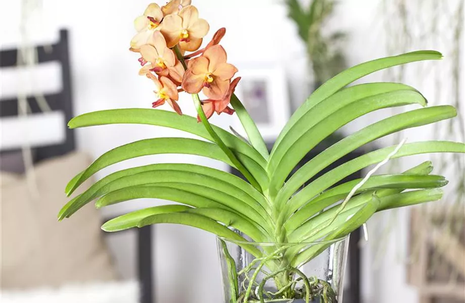 Die Königin der Zimmerpflanzen – Orchideen