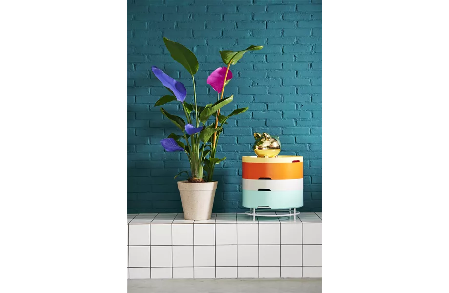 Pflanze des Monats September: Strelitzie Pflanze des Monats September: Strelitzie