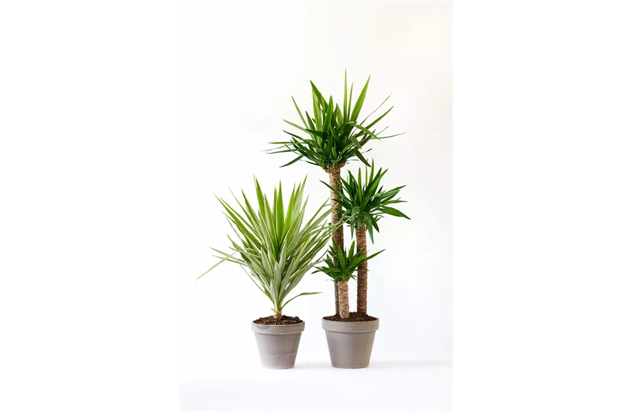 Pflanze des Monats Dezember 2026: Yucca