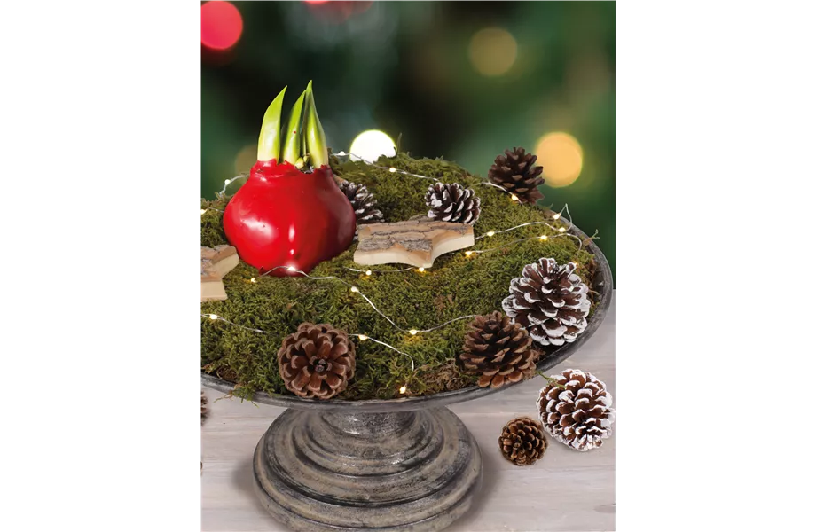 Stiel-Ikone Amaryllis