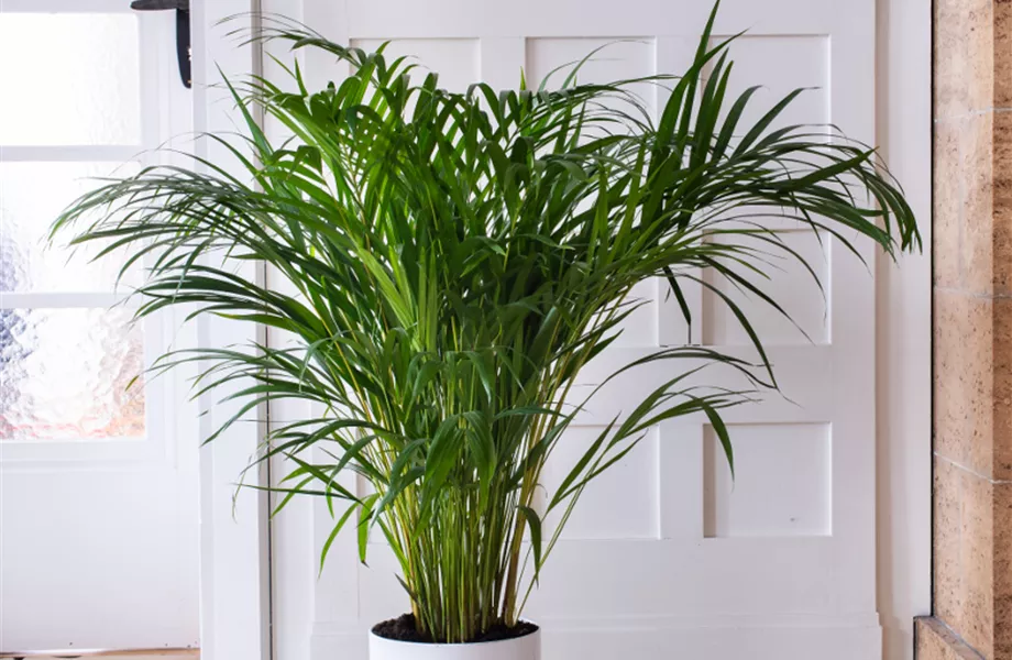 Pflanze Februar 2025: Palmen Pflanze Februar 2025: Palmen