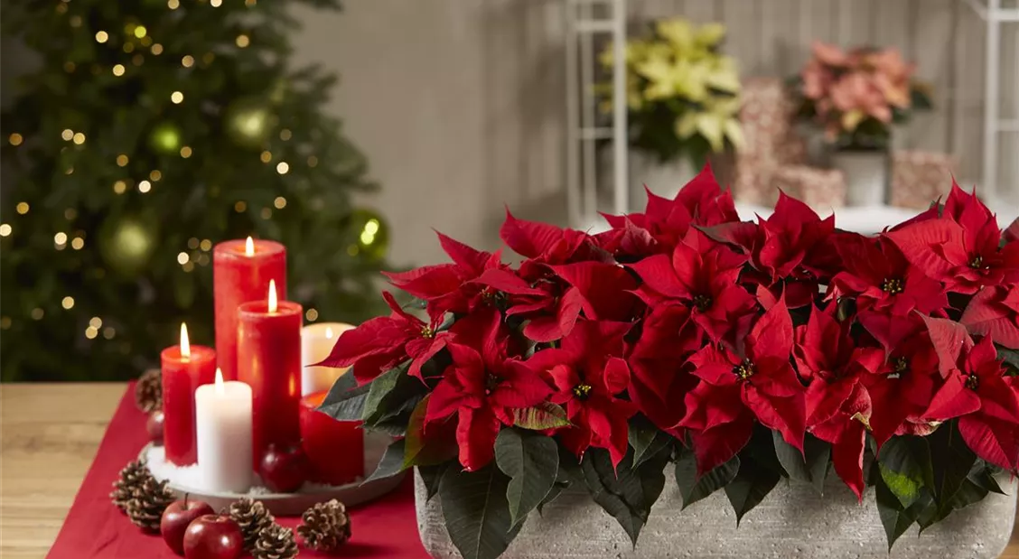 Start Vorweihnachtszauber - Geschenke und Deko endecken