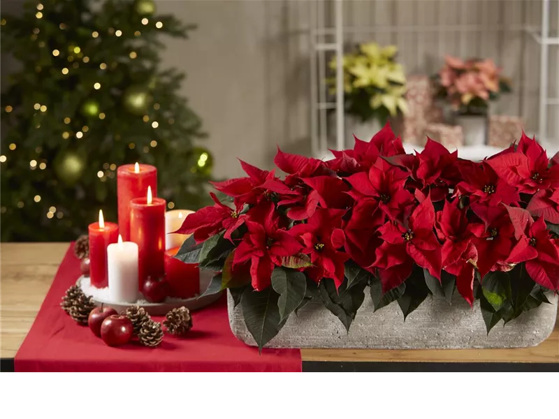 Start Vorweihnachtszauber - Geschenke und Deko endecken
