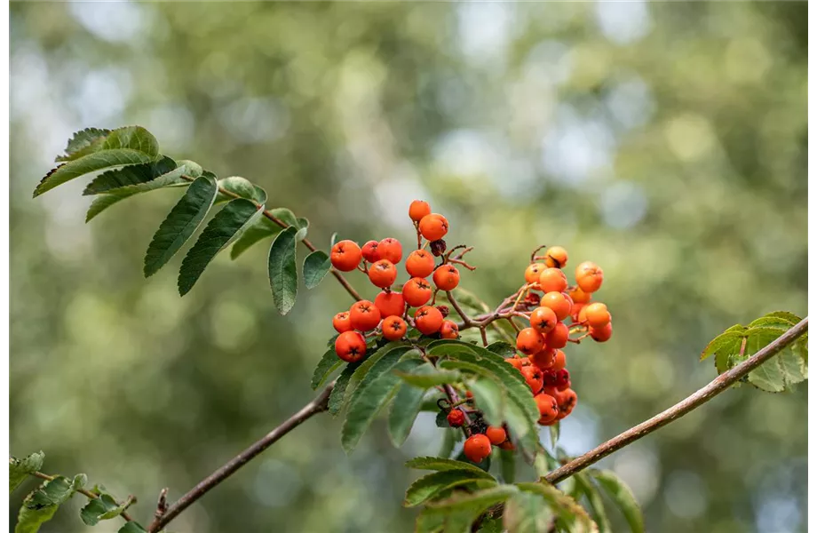 Hausmannskost für Hungerleider Hausmannskost für Hungerleider