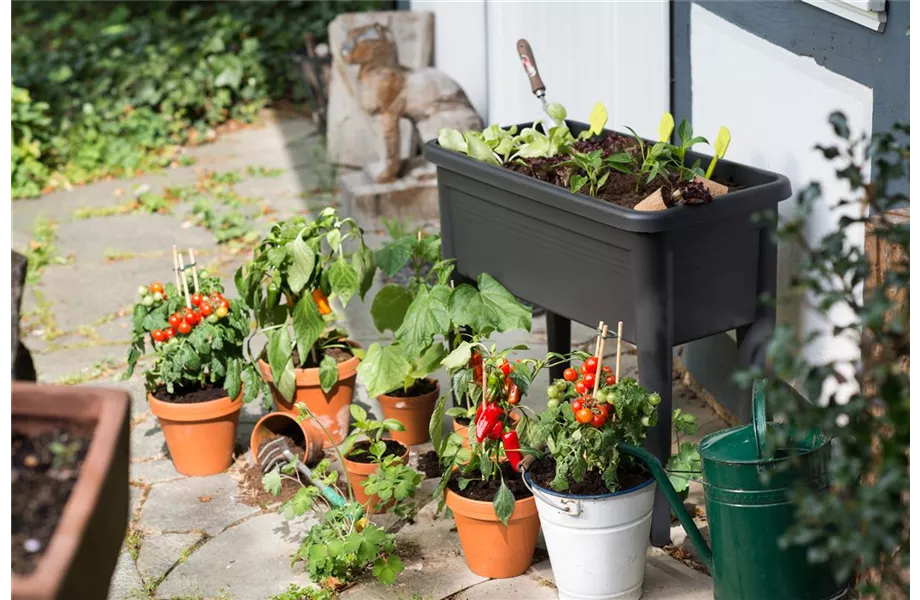 Mischkulturen: Wer passt zu wem?