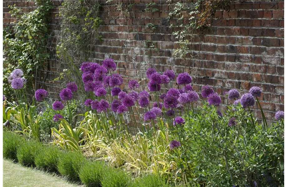Jetzt den Frühling pflanzen Jetzt den Frühling pflanzen