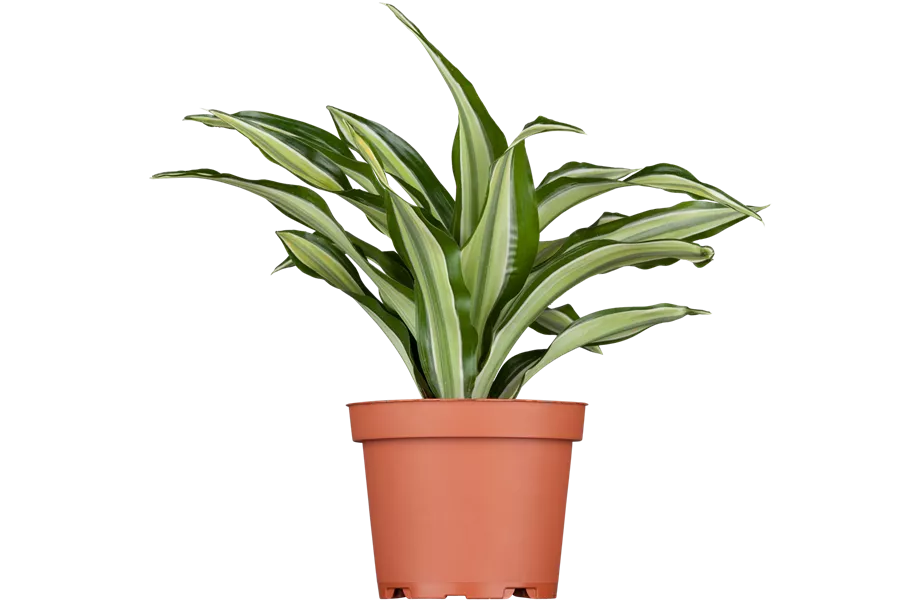 Pflanze Januar 2025: Drachenbaum Pflanze Januar 2025: Drachenbaum