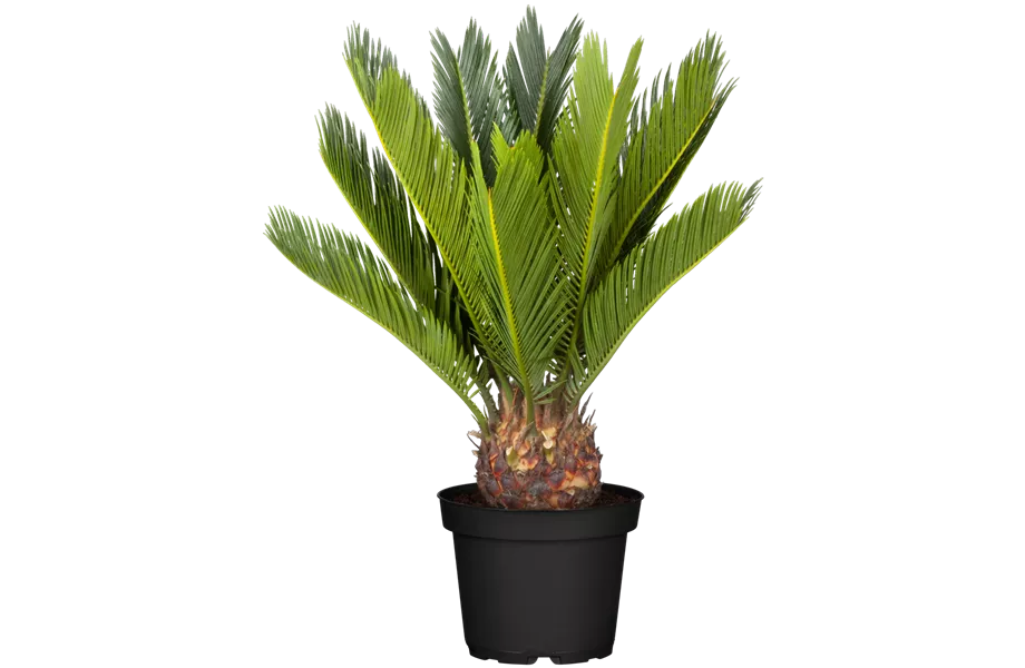 Pflanze Februar 2025: Palmen Pflanze Februar 2025: Palmen