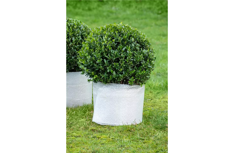 Winterschutz für Kübelpflanzen Winterschutz für Kübelpflanzen