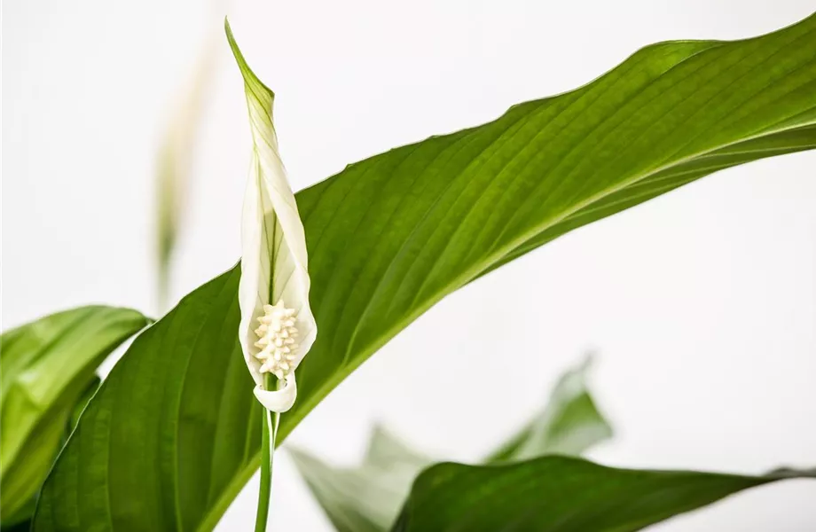 Pflanze Oktober 2025: Erfrischende Zimmerpflanzen Pflanze Oktober 2025: Erfrischende Zimmerpflanzen