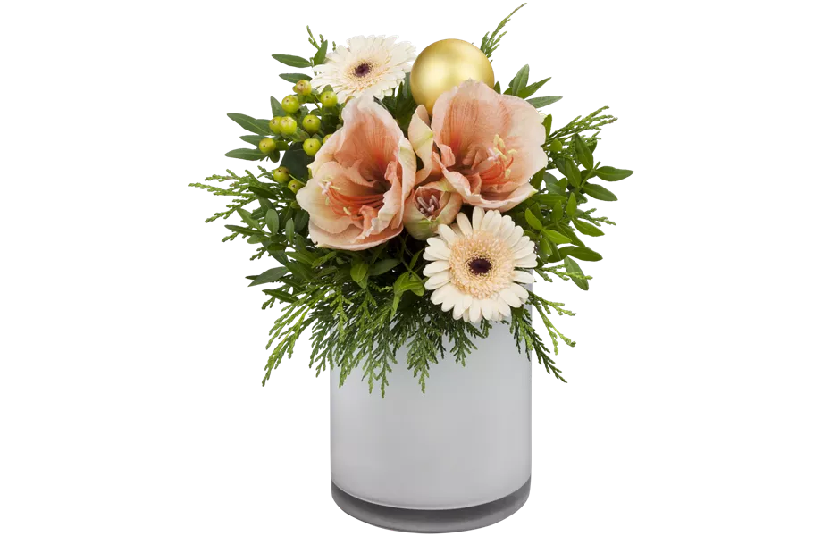 Pflanze Dezember 2025: Amaryllis Pflanze Dezember 2025: Amaryllis