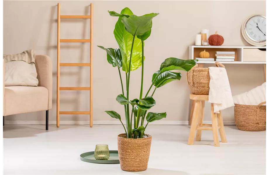 Pflanze des Monats September: Strelitzie Pflanze des Monats September: Strelitzie