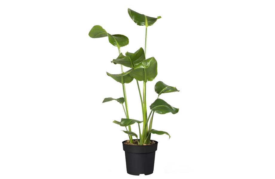 Pflanze des Monats September: Strelitzie Pflanze des Monats September: Strelitzie