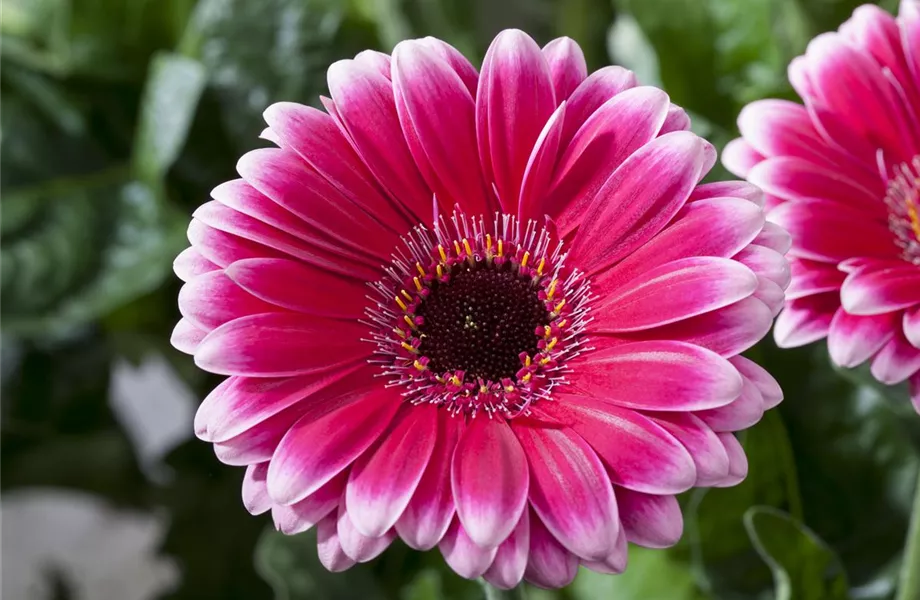 Pflanze Oktober 2025: Erfrischende Zimmerpflanzen Pflanze Oktober 2025: Erfrischende Zimmerpflanzen