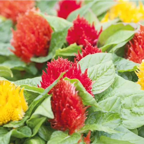 Pflanze des Monats Juli 2026: Celosie