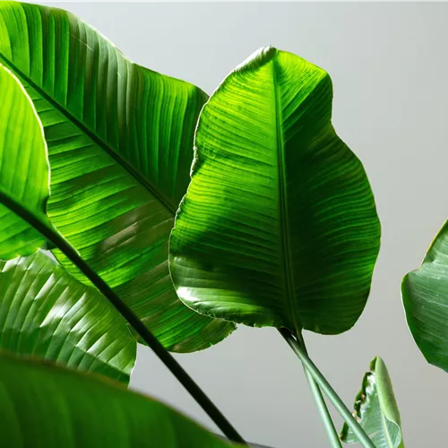 Pflanze des Monats September 2026: Strelitzie