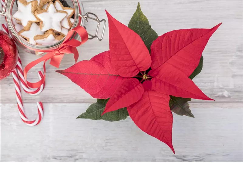 Feierabend-Shopping mit Glühwein und Geschenken